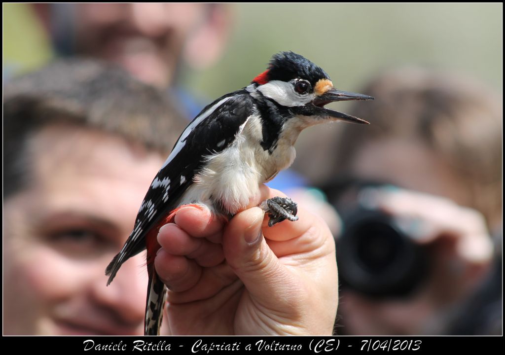 Picchio rosso maggiore maschio?